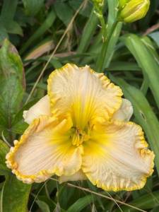 IMG_7312.jpeg