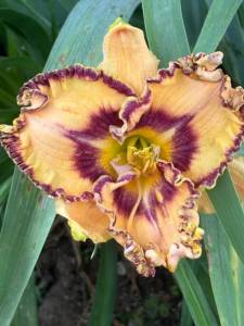 IMG_7316.jpeg