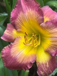 IMG_7318.jpeg