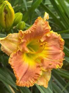 IMG_7319.jpeg