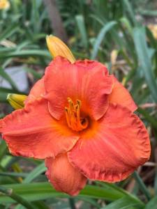 IMG_7321.jpeg