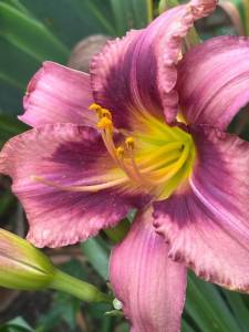 IMG_7323.jpeg