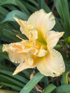 IMG_7325.jpeg