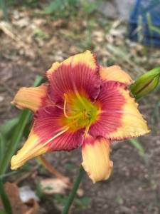 IMG_7326.jpeg