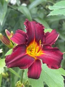 IMG_7328.jpeg