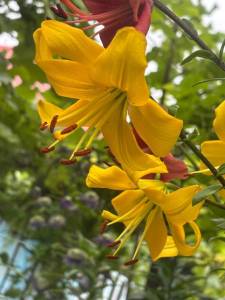 IMG_7332.jpeg