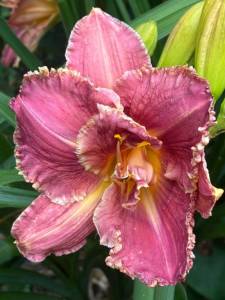 IMG_7335.jpeg