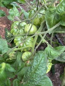 IMG_7349.jpeg