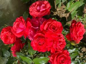 IMG_7351.jpeg