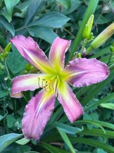 IMG_7368.jpeg