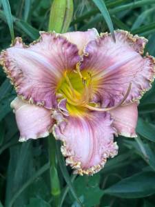 IMG_7369.jpeg
