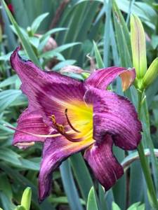 IMG_7379.jpeg