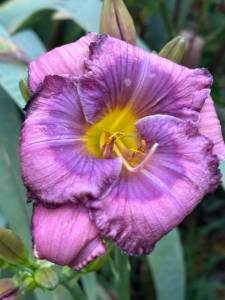 IMG_7380.jpeg