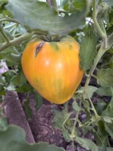IMG_7383.jpeg