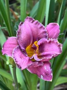 IMG_7388.jpeg
