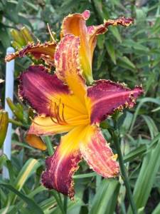 IMG_7390.jpeg