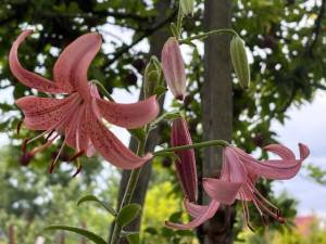 IMG_7397.jpeg