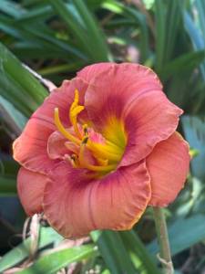 IMG_7473.jpeg