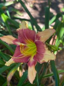 IMG_7475.jpeg