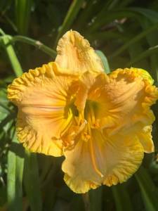 IMG_7476.jpeg
