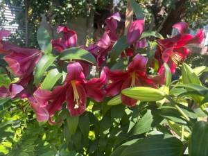 IMG_7478.jpeg