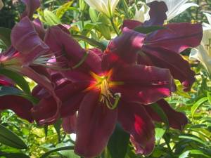 IMG_7481.jpeg
