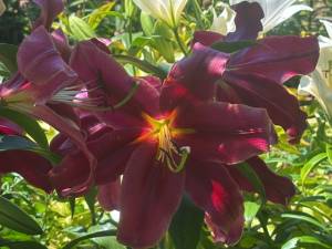 IMG_7481.jpeg