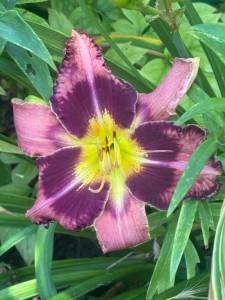 IMG_7484.jpeg