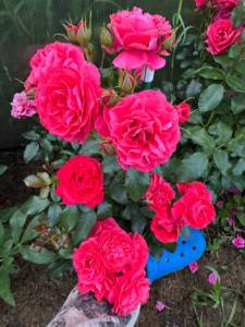 IMG_7484.jpeg