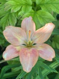IMG_7485.jpeg