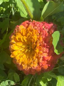 IMG_7491.jpeg