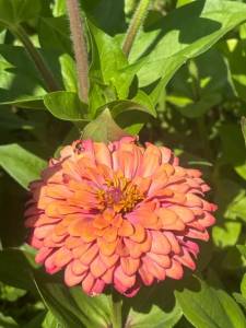 IMG_7493.jpeg
