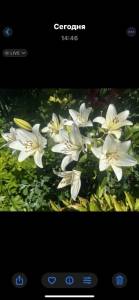 IMG_7516.jpeg