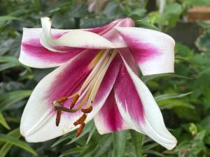 IMG_7517.jpeg