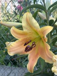 IMG_7518.jpeg