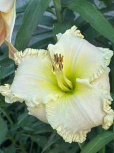 IMG_7519.jpeg