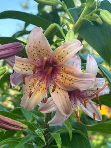 IMG_7521.jpeg