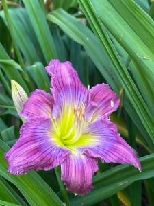 IMG_7526.jpeg