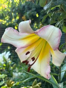 IMG_7529.jpeg