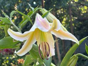 IMG_7531.jpeg