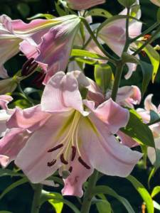 IMG_7540.jpeg