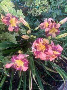 IMG_7764.jpeg