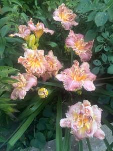 IMG_7765.jpeg