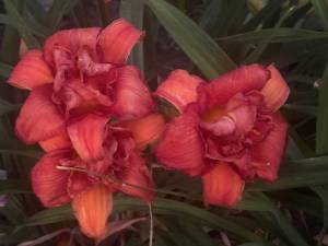 IMG_7767.jpeg