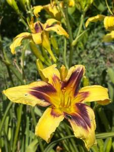 IMG_7793.jpeg