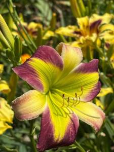 IMG_7794.jpeg