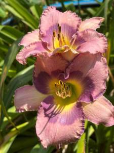 IMG_7795.jpeg