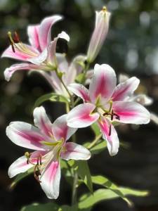 IMG_7799.jpeg