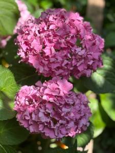 IMG_7805.jpeg
