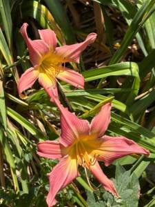 IMG_7806.jpeg